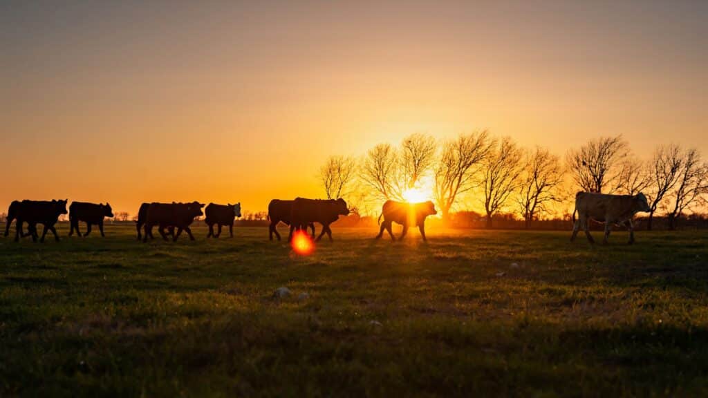 Whole Cows — Eat well today. Eat well tomorrow. - Whole Cows TGP