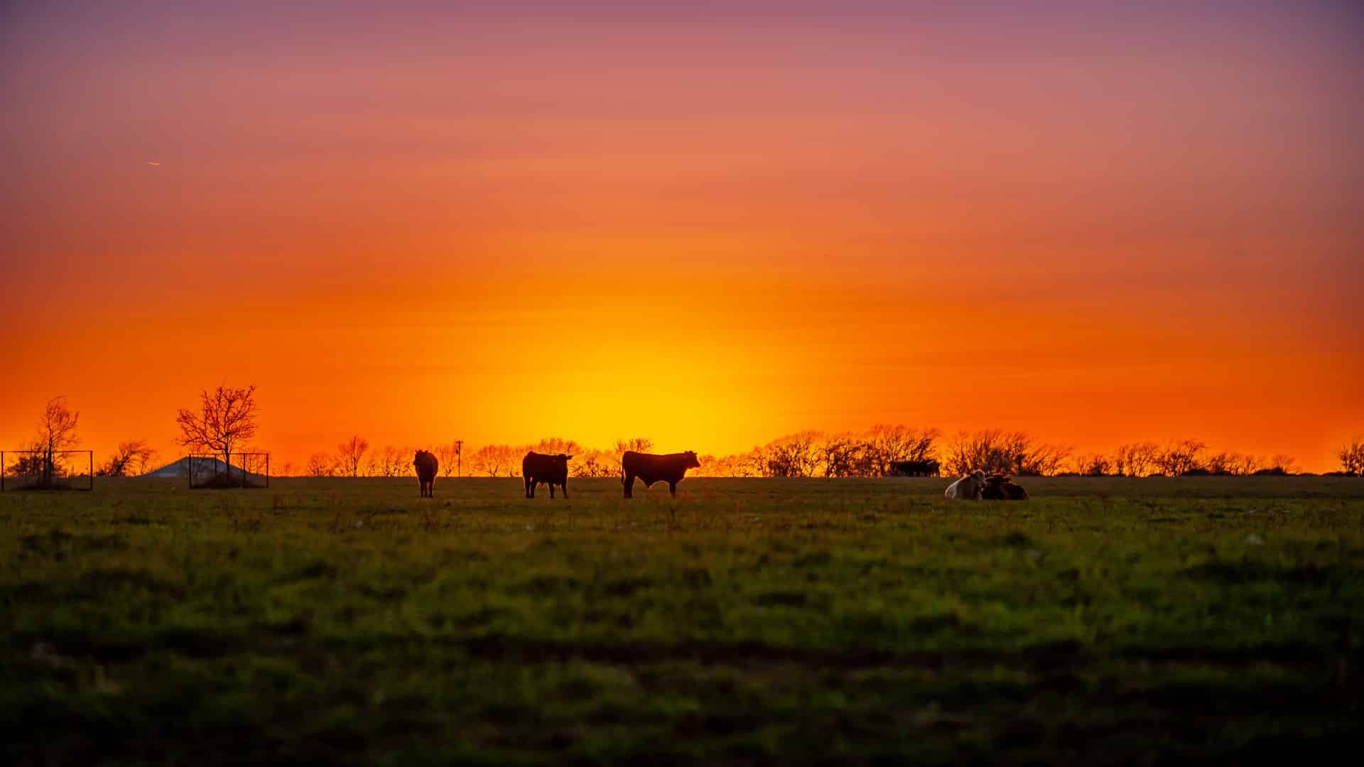 FOOD COLLAPSE INCOMING Ongoing Drought Forces Farmers To Abandon Wheat 