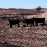 Texas Wildfire Cattle