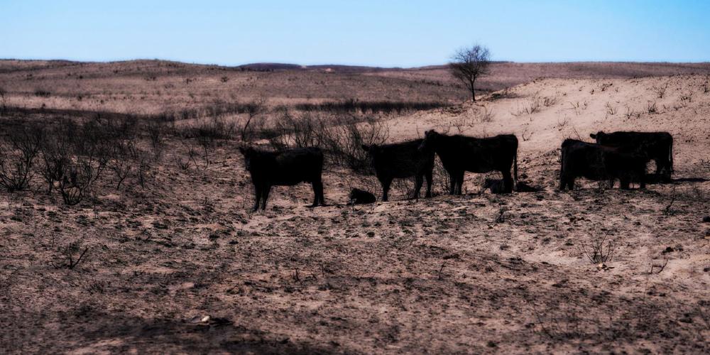 Texas Wildfire Cattle